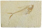 Fossil Fish (Diplomystus) - Green River Formation #233087-1